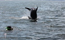 Wild Dolphins Adventure