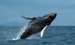 Whale & Dolphin Watching